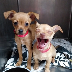 Team Page: Foster Squad